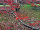 Maples at JFK Arboretum * Exif_JPEG_PICTURE * 3648 x 2736 * (6.25MB)